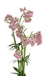 Valerian Herb in Flower