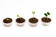 Growth-Plant growing stages