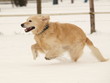 Golden Retriever rennt im Schnee
