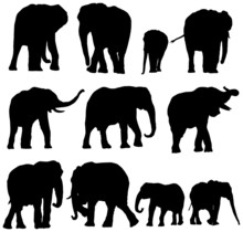 Elephant Vector Collection