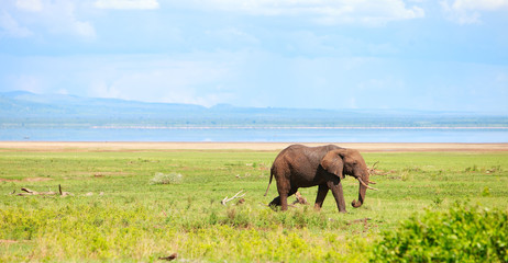 Canvas Print - Elephant