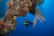 Plongeuse et photo sous marine, Mer Rouge, Egypte