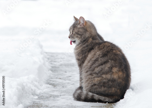 Katze Im Schnee Buy This Stock Photo And Explore Similar