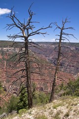 Wall Mural - Two dead trees on the North Rim of the Grand Canyon