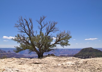 Wall Mural - Solitary tree blue sky, Bright Angel Pt, Grand Canyon North Rim