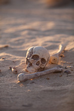 Skull And Bones In Morning Desert