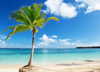 Wall Mural - caribbean sea and coconut pulm