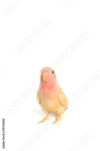 Petit Oiseau Jaune Buy This Stock Photo And Explore
