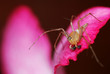 Lynx spider resting on a pink flower