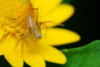 Small tiny lynx spider resting on a yellow flower
