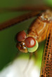 Macro of a dragonfly