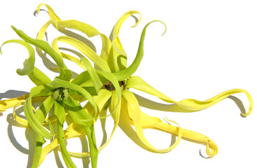 Wall Mural - fleurs matures d'ylang-ylang fond blanc