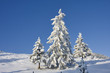 canvas print picture - bäume in schnee