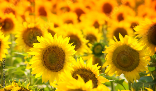 Naklejka dekoracyjna Sunflowers