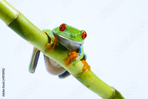 Frosch Fototapete | Frosch Leinwandbilder | Frosch Bildtapete | Frosch  Kunstdrucke | Frosch Wandtapete | Frosch Wandbilder | Frosch Vliestapete |  Ihr Motiv auf Leinwand | Leinwanddruck in XXL als Fotoleinwand