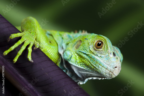 Une image d'iguane - petit dragon, lézard Tableau sur Toile
