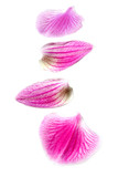 Petals of flower orchid