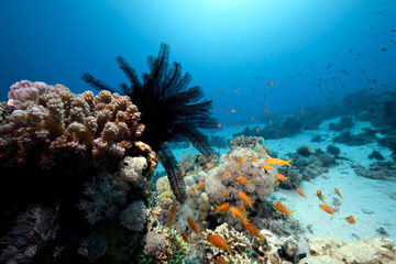 Wall Mural - feather star and ocean