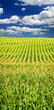 canvas print picture Corn field