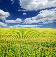 Wall Mural - Corn field