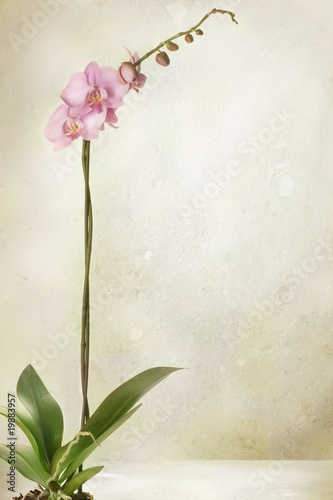 Beautiful Orchid border