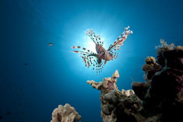 Wall Mural - lionfish, ocean and coral