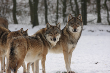  canis lupus pride of wolfes