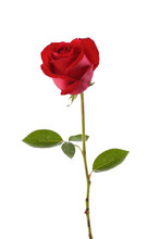 A Stalk Of Red Rose Isolated In White Background