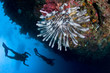 Plongeuse le long du récif, photo sous marine, Lembeh, IndonŽsie