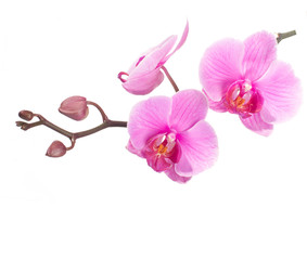 Sticker - pink orchid