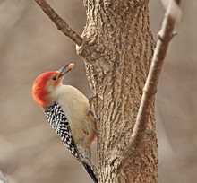 Red-bellied Woodpecker (Melanerpes Carolinus)