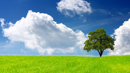 Wall Mural - Green field and lonely tree