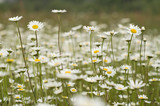 Fototapeta Kwiaty - kwiaty polne