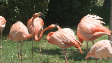 Flamingos Feeding And Fighting