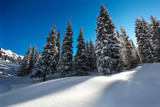 Fototapeta Natura - Winter Landscapes