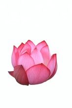 蓮（a Lotus Flower）
