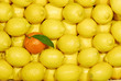 Eine Mandarine zwischen Zitronen 022