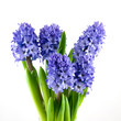 Bouquet blue hyacinth
