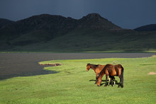 Wild Horses, Maluti Mountains, Lesotho, Southern Africa