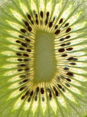 Sticker - kiwi background