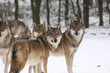 canis lupus pride of wolfes
