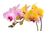 Fototapeta Storczyk - Orchideen 34