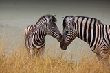 Fototapeta Zebra - Zebre - Madre e figlio