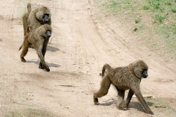 Baboon -  Tanzania, Africa