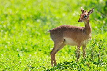 Wall Mural - Dik dik