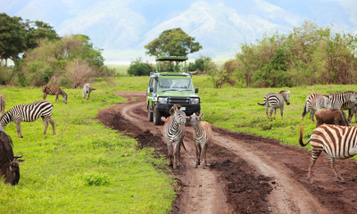 Canvas Print - Game drive