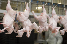 Production Of White Meat