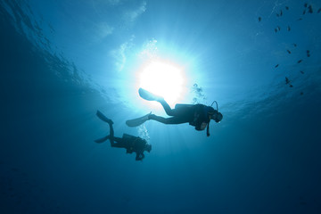 Wall Mural - diver, ocean and fish