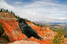 Raven At Bryce Canyon National Park, Utah, USA.