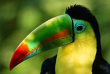 Portrait Of A Toucan And Its Colorful Beak